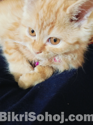 Pure long breed 3 coded Persian cat